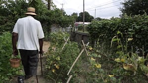 Perennial Plate | The Victory Garden’s Edible Feast