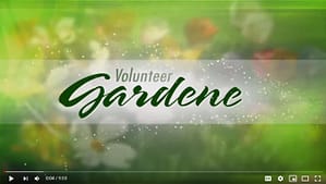 Gardening with a Mission in Memphis